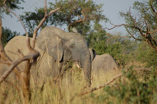 Eléphants, savane du Bénin