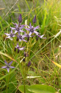 flore du Parc National de Pyrénées