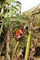 Jeux de banane, Guinée-Bissau